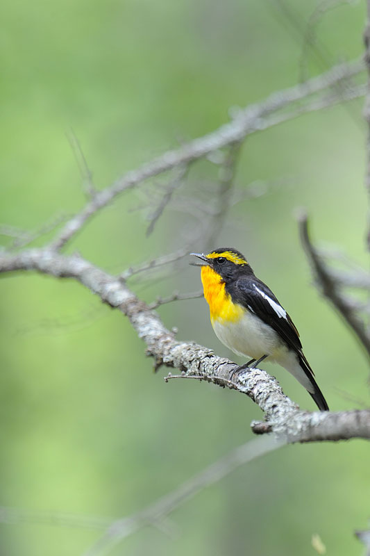 ロクヨン担いで山登り_a0035279_19452381.jpg