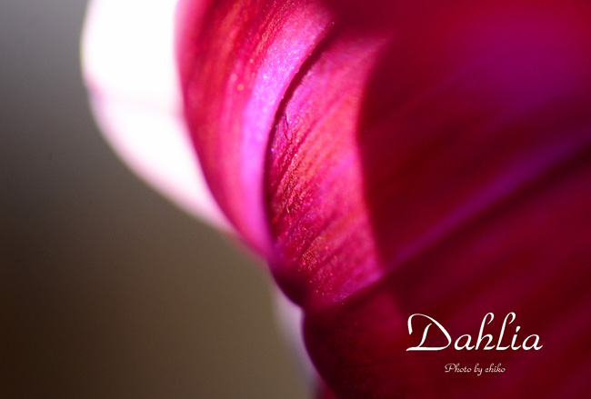 Dahlia 再び・・・♡_e0221779_1348653.jpg