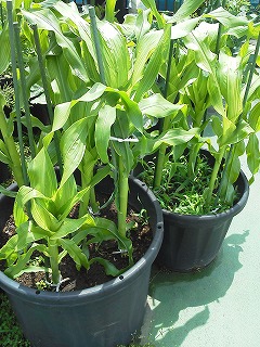 ﾌﾟﾗﾝﾀｰのとうもろこし 私の花壇