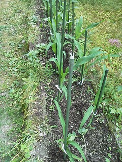 ﾌﾟﾗﾝﾀｰのとうもろこし 私の花壇