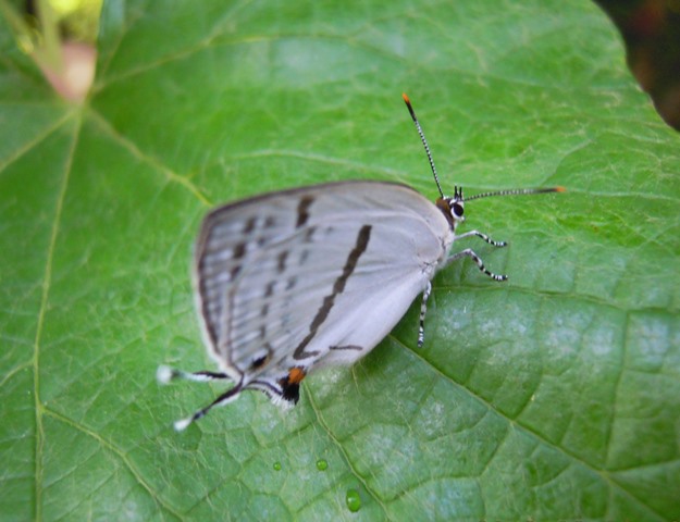 e0047581_6394796.jpg