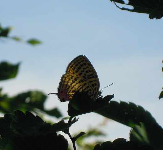 e0047581_6395040.jpg