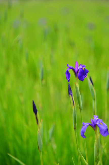 花かつみ園　(阿久比町）_a0250584_2112778.jpg