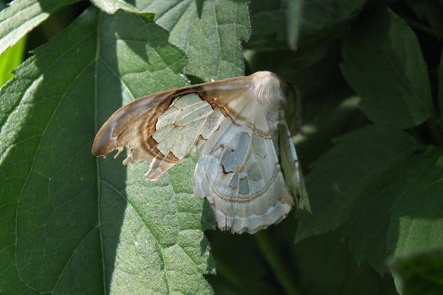 e0070891_1910412.jpg