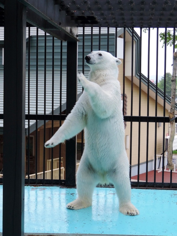 チーム帯広 ｜ イコロ・アイラ ｜ おびひろ動物園_e0319302_15471872.jpg