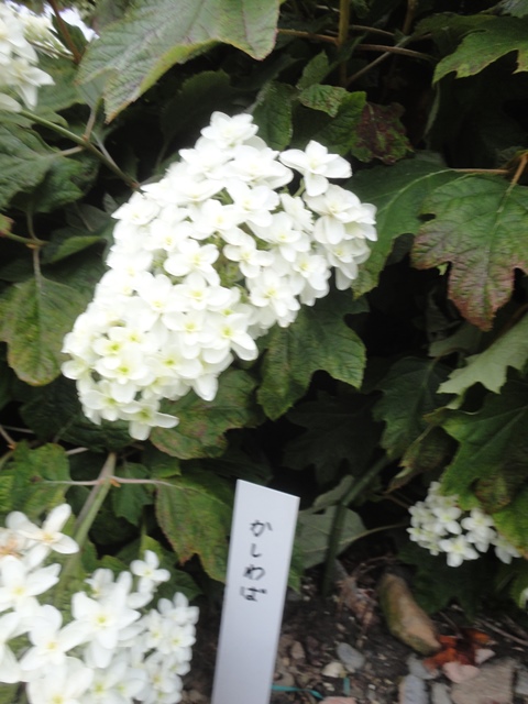 f0231709_1358476.jpg