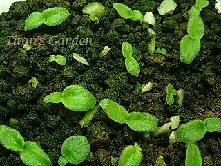 Streptocarpus × \'Wendy\'_b0099813_0102044.jpg