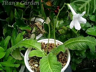 Streptocarpus × \'Wendy\'_b0099813_0102073.jpg