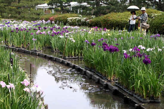 植物園　夏の花達5　花菖蒲_e0048413_212112.jpg