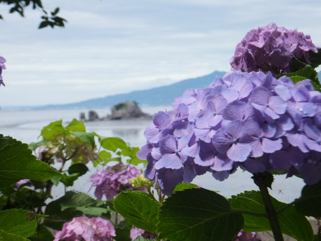 宇土住吉自然公園の紫陽花_a0119321_15503651.jpg