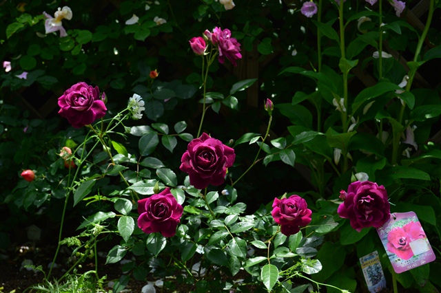 d0096422_8452867.jpg