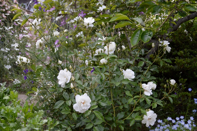 d0096422_856271.jpg