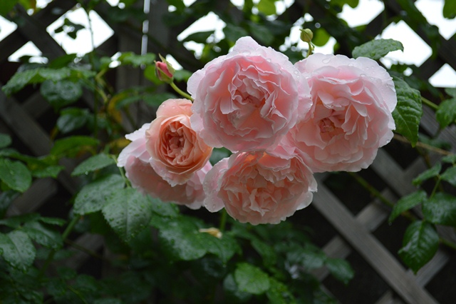 d0096422_9143325.jpg