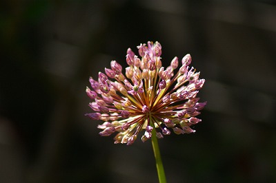 f0170524_13224750.jpg