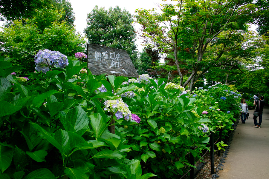 (2013速報）本土寺のあじさいはこれからが本番です！SIGMA DP３兄弟で巡る本土寺_c0223825_1345814.jpg