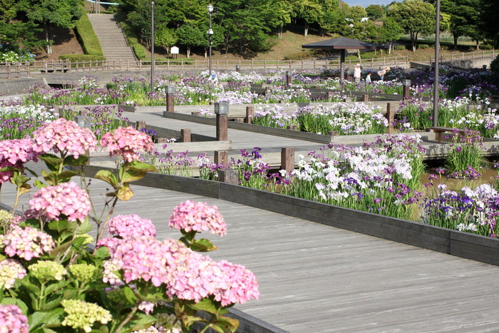 ~みやこ町豊津～　豊津菖蒲園_d0254528_21244945.jpg