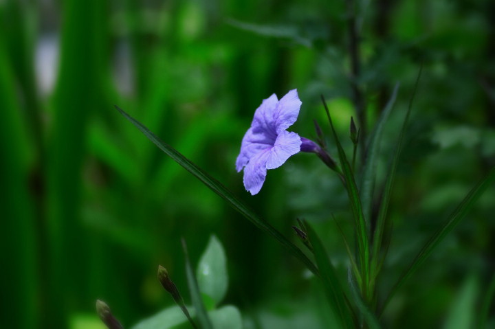 6.10　梅雨のスキな色花達が目にとまり_d0241937_17571358.jpg