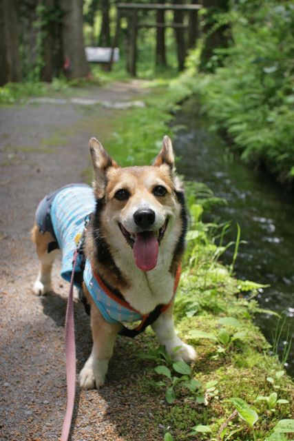 男鹿でお山の大将犬_b0031538_8515663.jpg