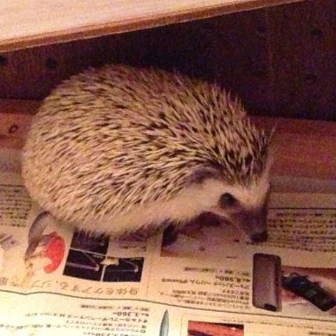 ハリネズミのミルクさん、蜘蛛に襲われる、、の巻_f0145844_13482272.jpg
