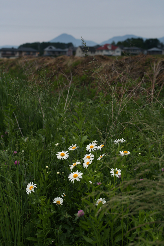 c0035245_326445.jpg