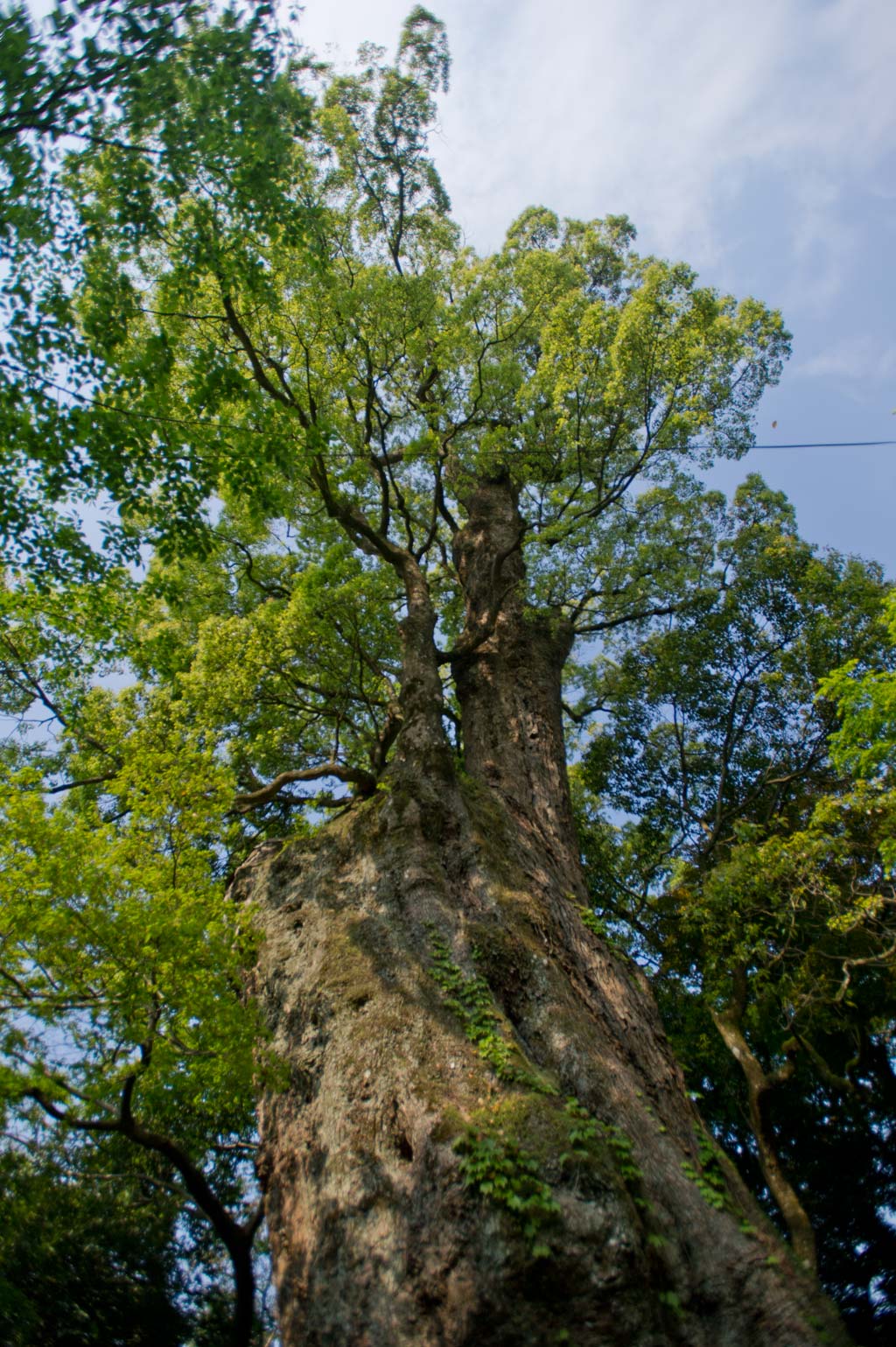 ◆柞原八幡宮　１　大分県大分市_b0023047_429577.jpg