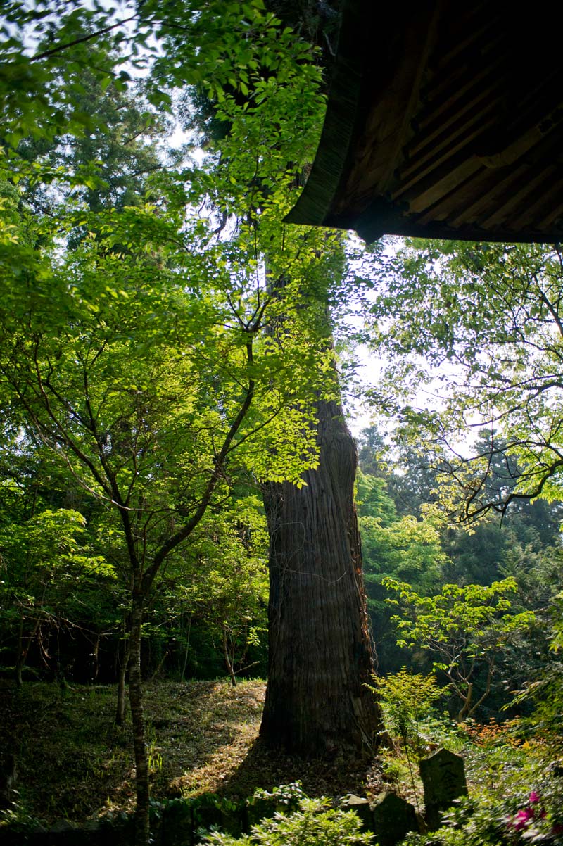 ◆柞原八幡宮　１　大分県大分市_b0023047_4304186.jpg