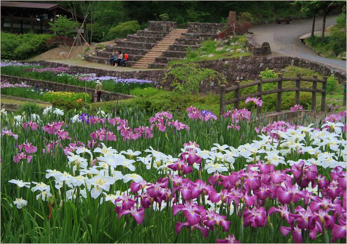 播州山崎花菖蒲園　①_a0256349_15285320.jpg