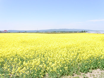 f0078756_2123697.jpg
