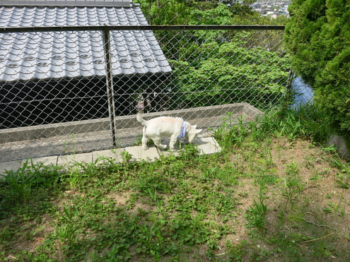 動かぬ証拠_c0260460_1059263.jpg