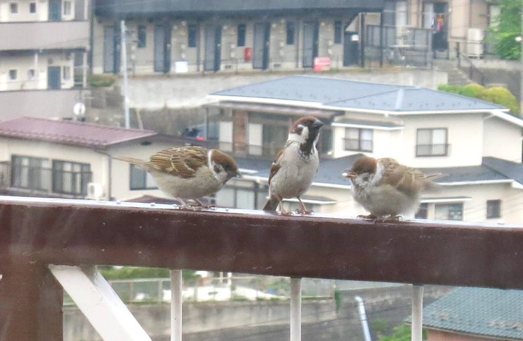 お子連れ朝食会場_c0260460_829561.jpg
