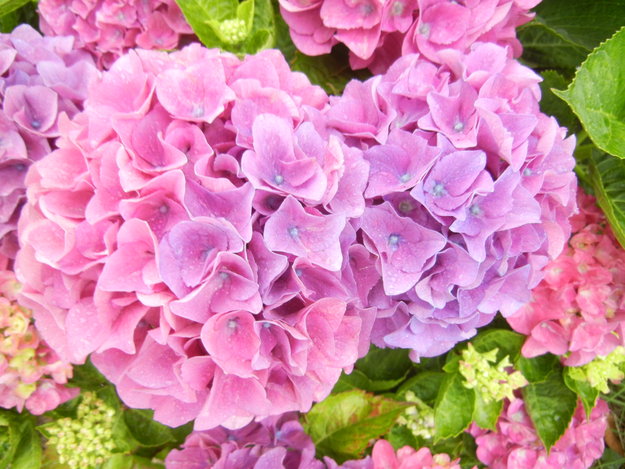 ’13,6,10(月)今日も紫陽花がきれい~!_f0060461_9151171.jpg