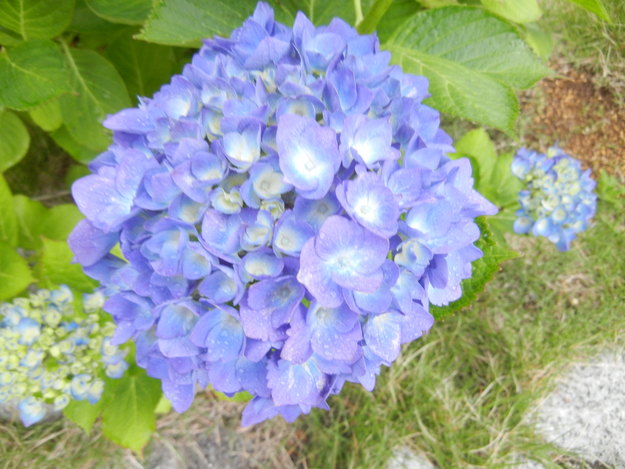 ’13,6,10(月)今日も紫陽花がきれい~!_f0060461_9153011.jpg