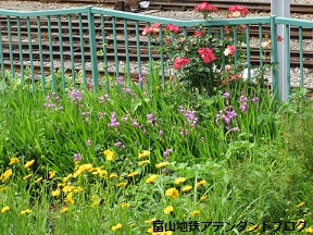富山地鉄の花便り2013@紫蘭_a0243562_101868.jpg