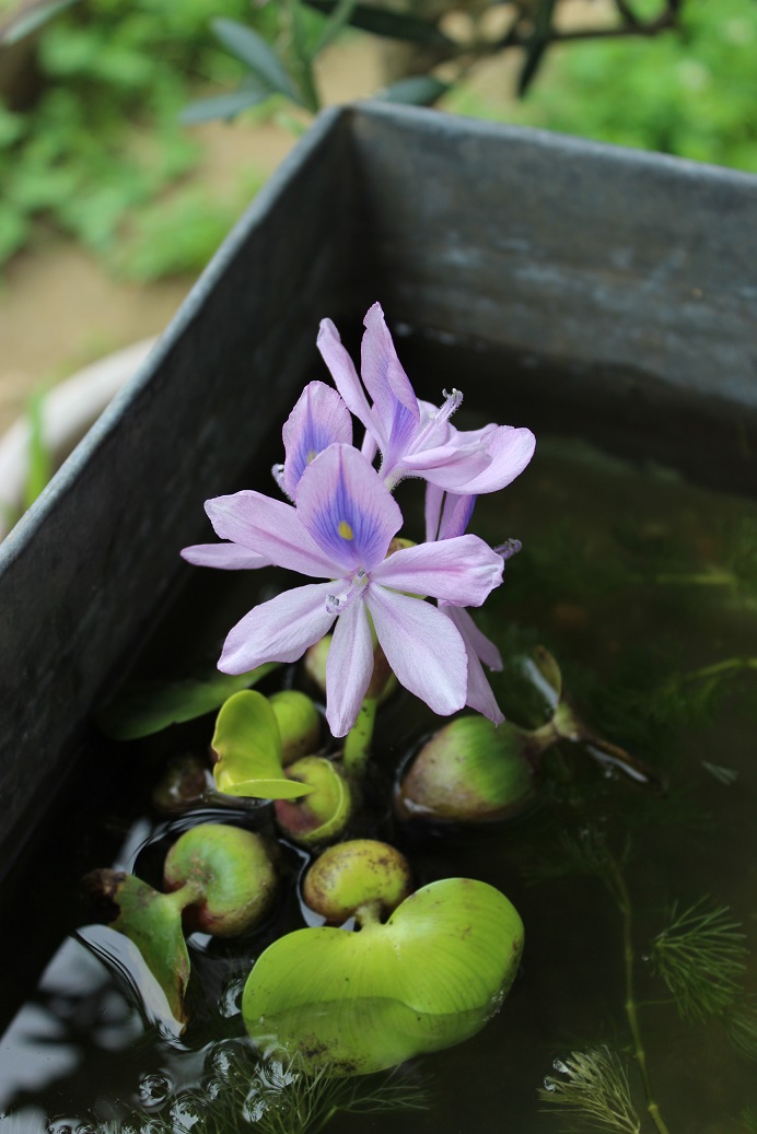 アメリケーヌ ホテイ草 フェンネルの花 Front 南山城村 Blog