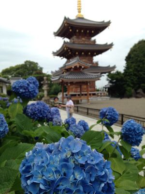 泉南の紫陽花寺、長慶寺へ_e0136066_1245666.jpg