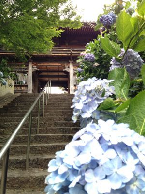 泉南の紫陽花寺、長慶寺へ_e0136066_1245678.jpg