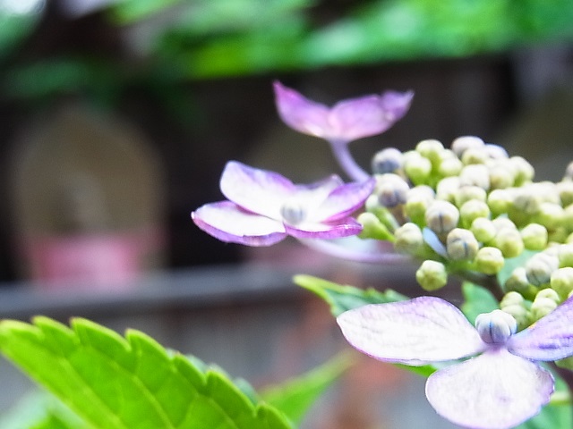 泉南の紫陽花寺、長慶寺へ_e0136066_12575039.jpg