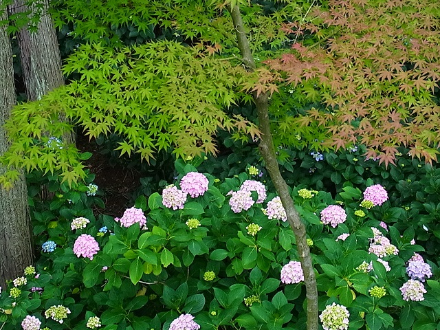 泉南の紫陽花寺、長慶寺へ_e0136066_130957.jpg