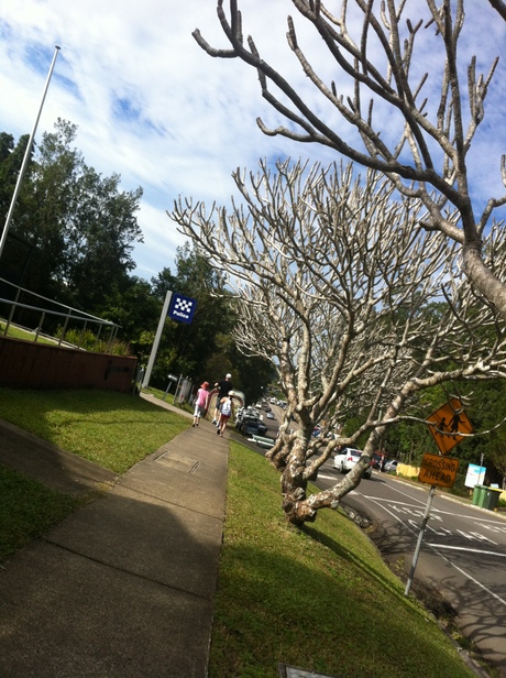 Eumundi Market at Noosa_a0070671_13543743.jpg