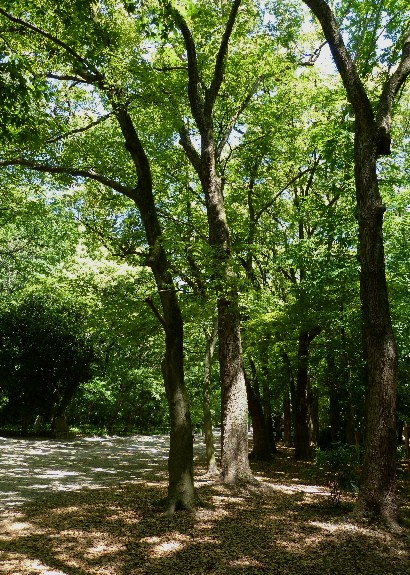 京都（十七）　下鴨神社の杜『糺の森』_d0084473_21133393.jpg