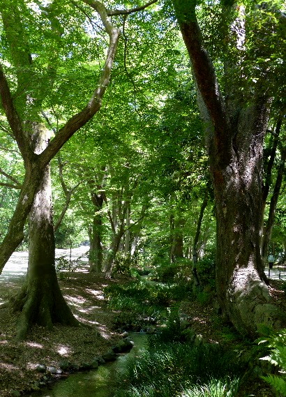 京都（十七）　下鴨神社の杜『糺の森』_d0084473_21134969.jpg