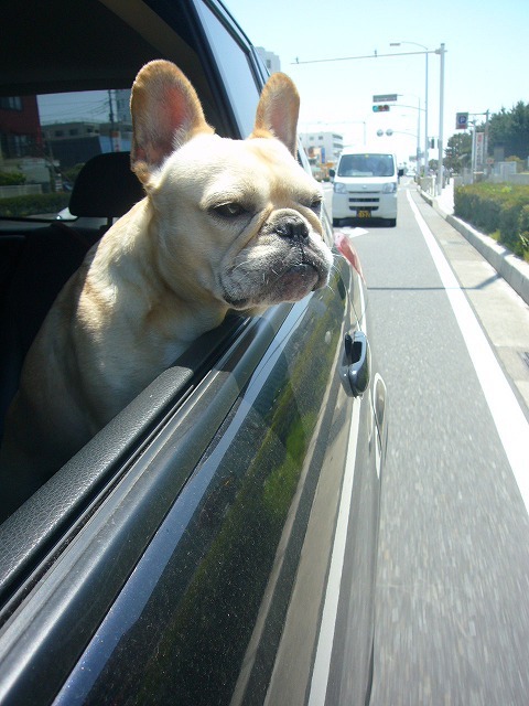 Dogdept 湘南江ノ島 8のブログ Dogdept 湘南江ノ島 8のブログ