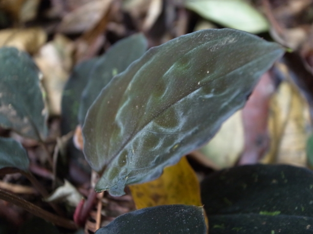 Homalomena　sp from Sibolga timur【AZ0613-2】_a0067578_221290.jpg