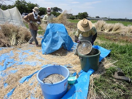 ナタネ脱穀開始　　2013.06.08（土）_c0145581_82138.jpg