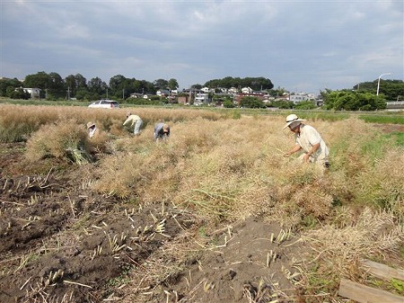 ナタネ脱穀開始　　2013.06.08（土）_c0145581_823062.jpg