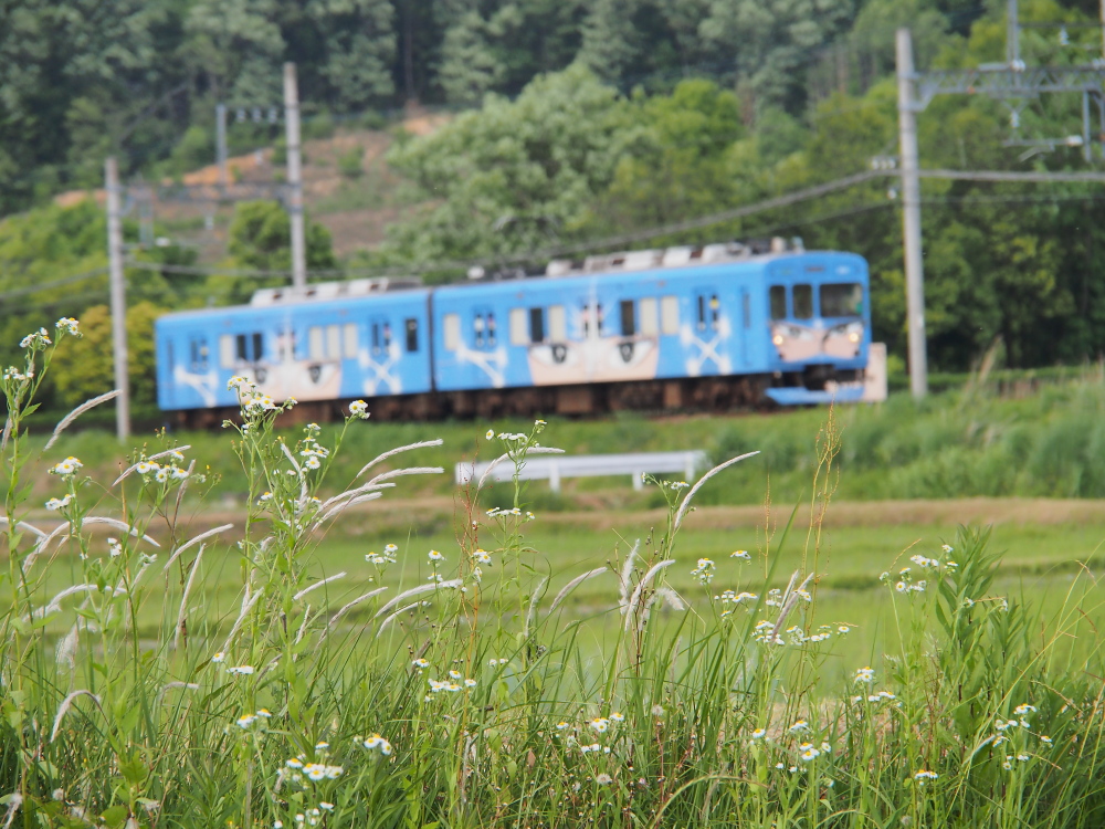 初夏の伊賀鉄道_f0266284_045325.jpg