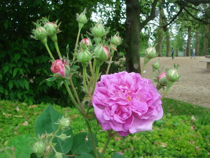 エルダーの花のジャム作りはバラの季節に_a0247585_6245665.jpg