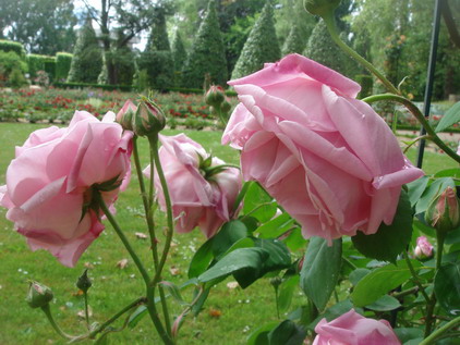 エルダーの花のジャム作りはバラの季節に_a0247585_6323025.jpg