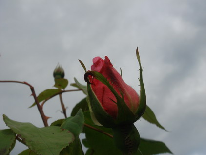 エルダーの花のジャム作りはバラの季節に_a0247585_6363451.jpg