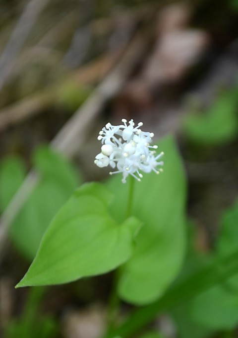 花を求めて、剣山（１９９５M）_c0118085_1291722.jpg